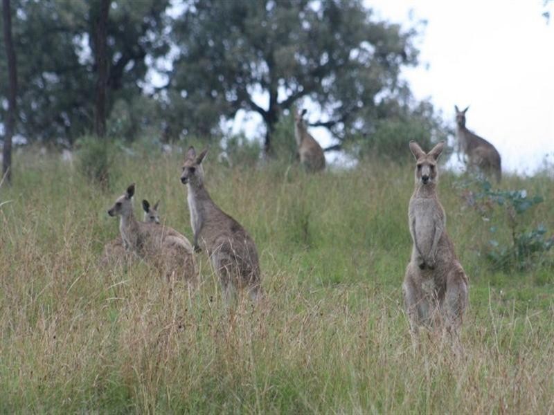 144 Ironbark Road, Tenterfield NSW 2372