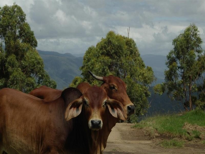 Hidden Hills Timbarra Road, Tenterfield NSW 2372