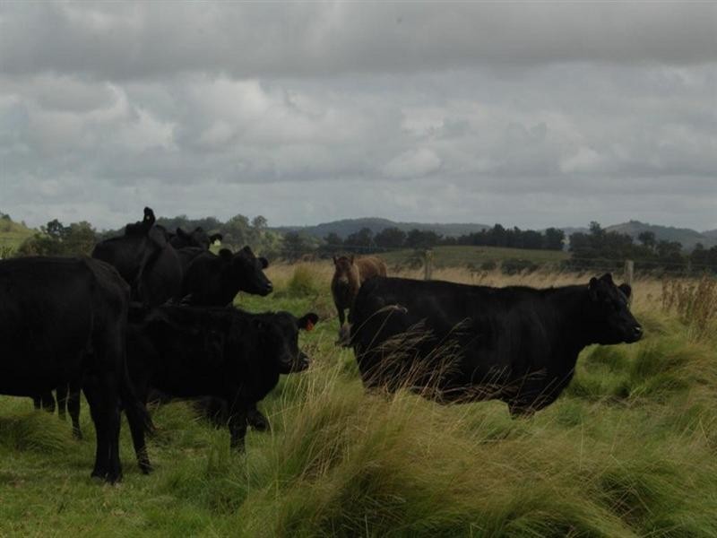 Lot 1 Nutshell Road, Tenterfield NSW 2372