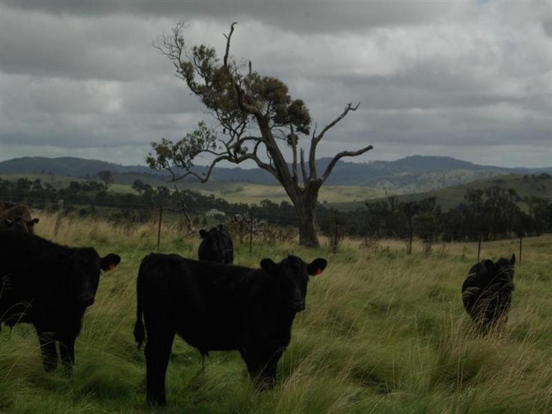 Lot 1 Nutshell Road, Tenterfield NSW 2372