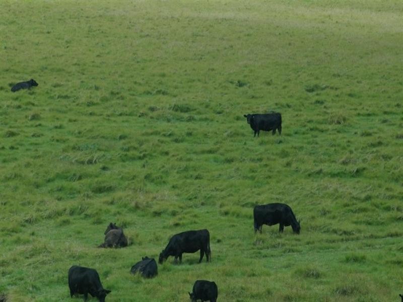 Lot 2 Nutshell Road, Tenterfield NSW 2372