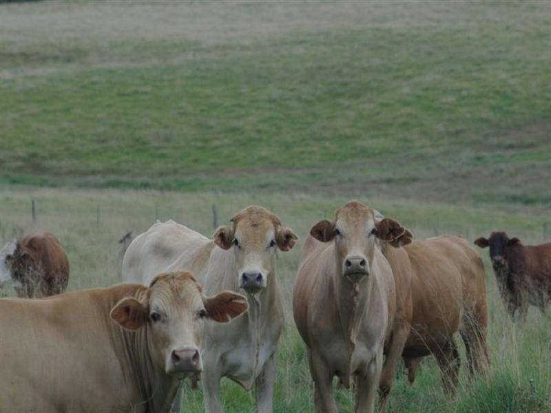 Lot 3 Timbarra Road, Tenterfield NSW 2372