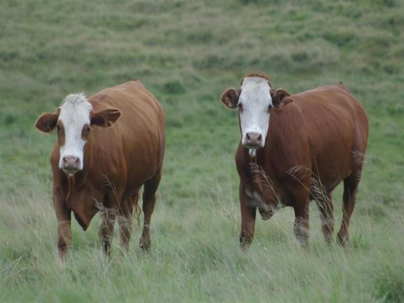 Lot 3 Timbarra Road, Tenterfield NSW 2372