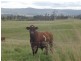 Lot 3 Timbarra Road, Tenterfield NSW 2372