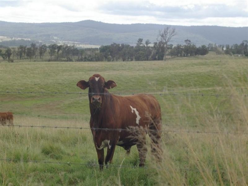 Lot 3 Timbarra Road, Tenterfield NSW 2372