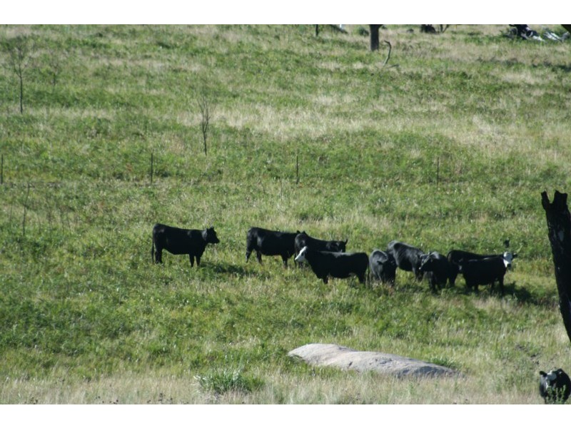 Tenterfield NSW 2372