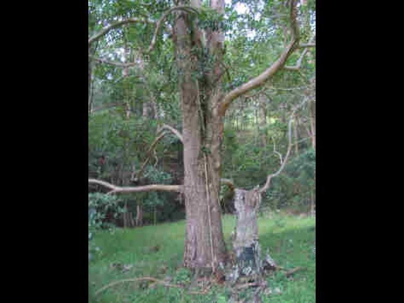 Lot 36 Commissioner Ck Bruxner Highway, Tenterfield NSW 2372