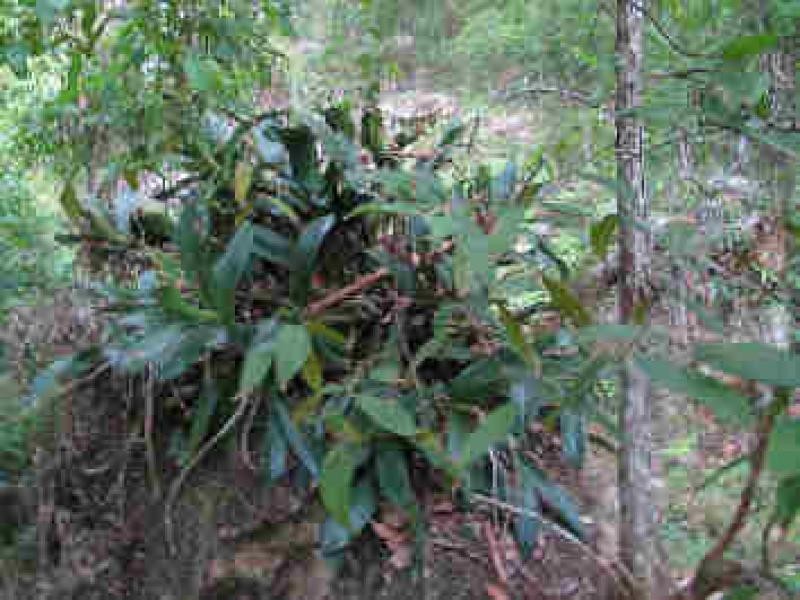 Lot 36 Commissioner Ck Bruxner Highway, Tenterfield NSW 2372