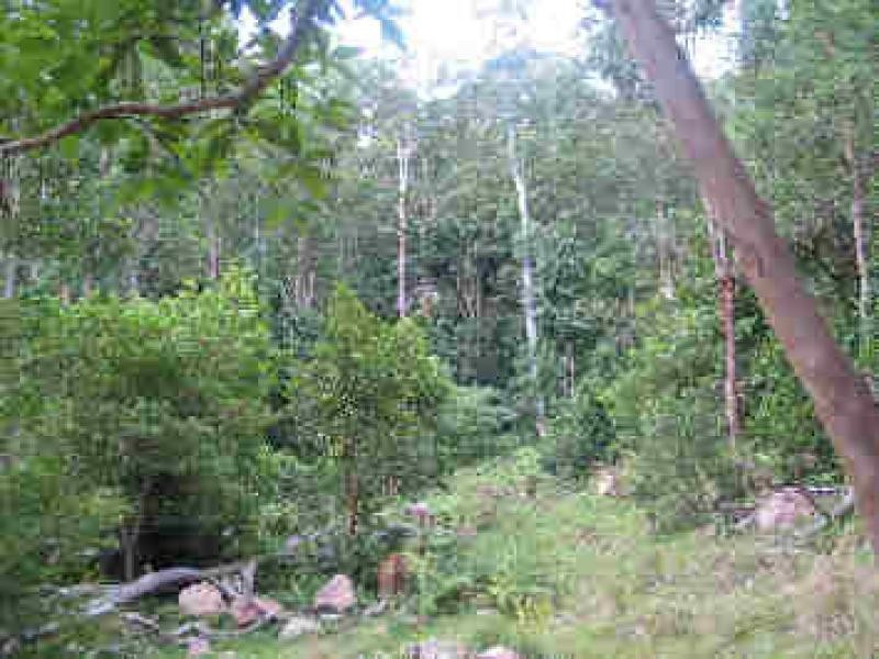 Lot 36 Commissioner Ck Bruxner Highway, Tenterfield NSW 2372