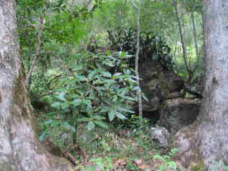 Lot 36 Commissioner Ck Bruxner Highway, Tenterfield NSW 2372