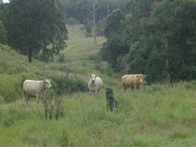 “GLENGARRY” Boorook Road, Tenterfield NSW 2372
