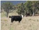 Lot 1 Currs Road, Tenterfield NSW 2372