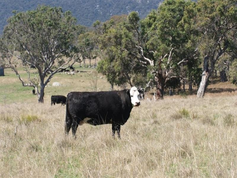 Lot 1 Currs Road, Tenterfield NSW 2372