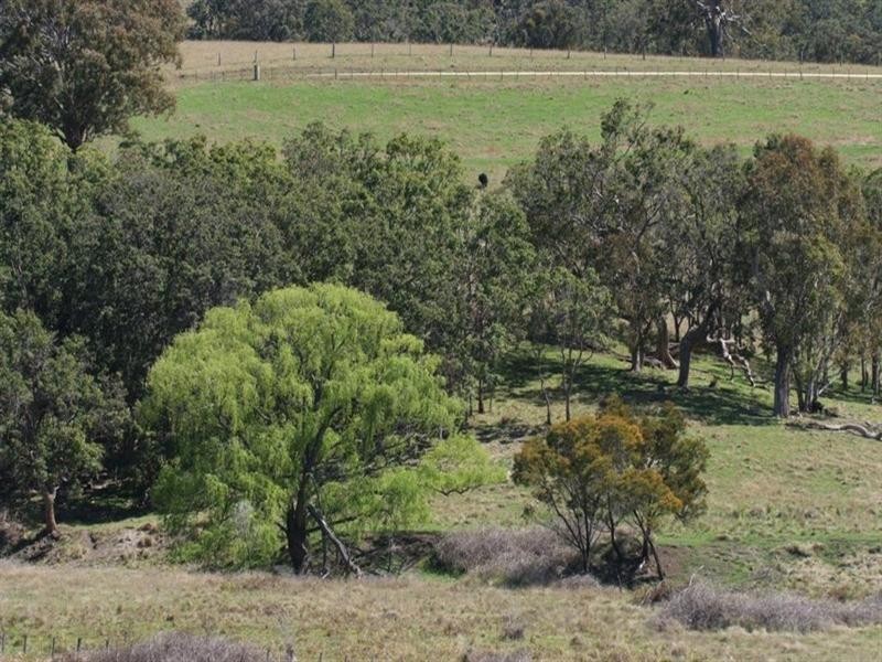 Lot 1 Currs Road, Tenterfield NSW 2372
