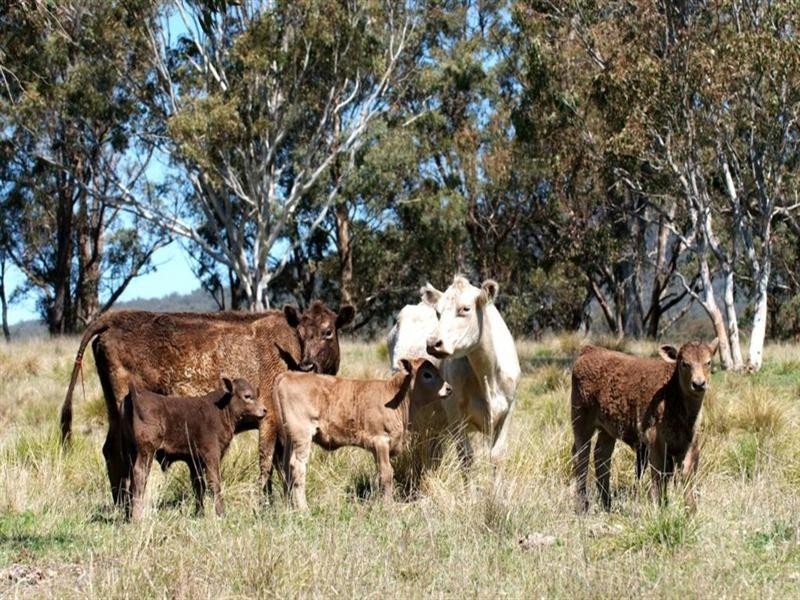 Lot 2 Currs Road, Tenterfield NSW 2372