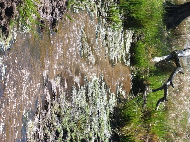 Lot 2 Currs Road, Tenterfield NSW 2372