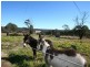 2875 Mount Lindsay Road, Tenterfield NSW 2372