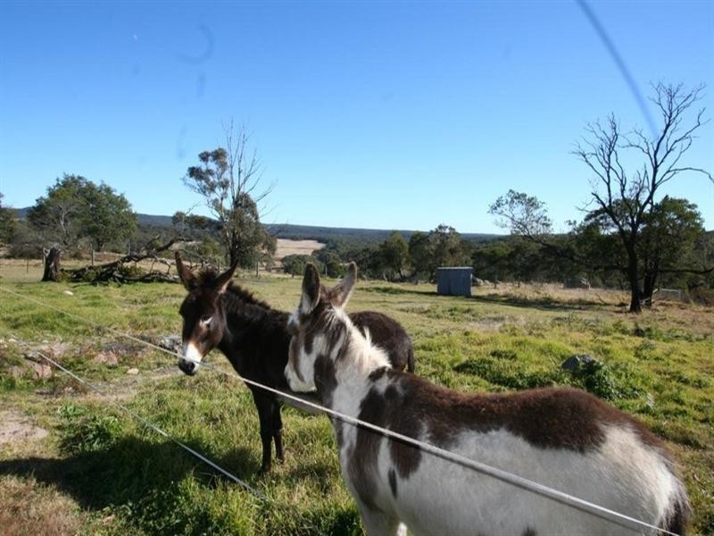 2875 Mount Lindsay Road, Tenterfield NSW 2372