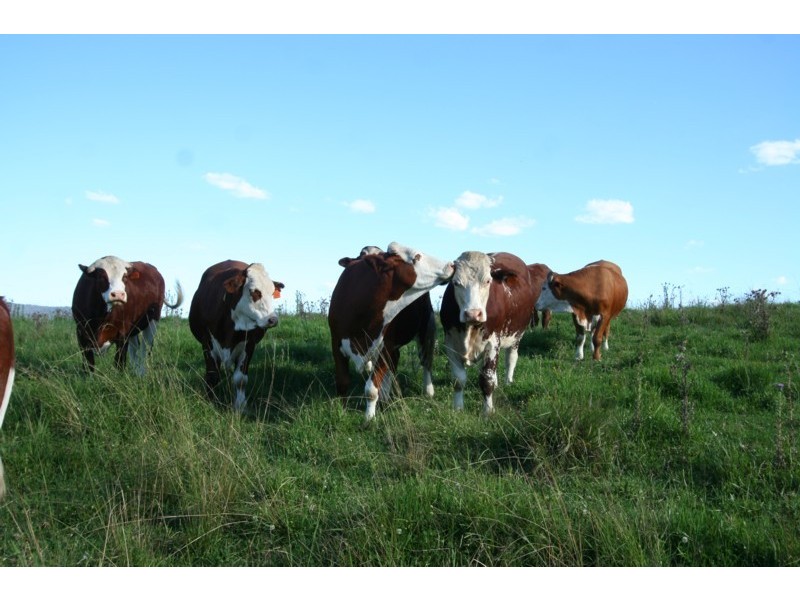 Tenterfield NSW 2372