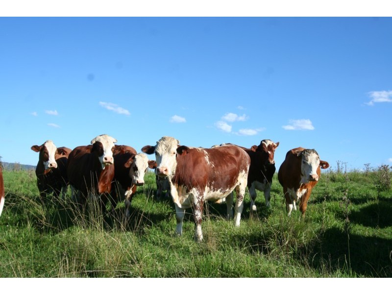 Tenterfield NSW 2372