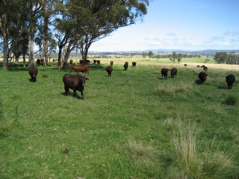 Tenterfield NSW 2372