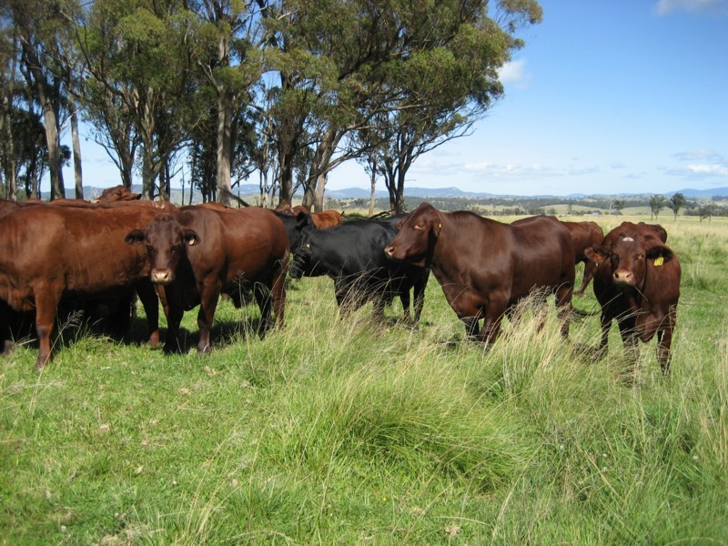 Tenterfield NSW 2372