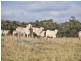3813 Mt Lindesay Road, Tenterfield NSW 2372