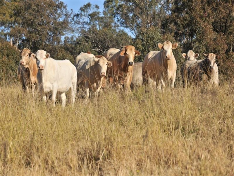 1446 Gilgurry Road, Tenterfield NSW 2372