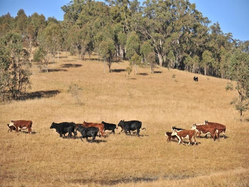 1446 Gilgurry Road, Tenterfield NSW 2372