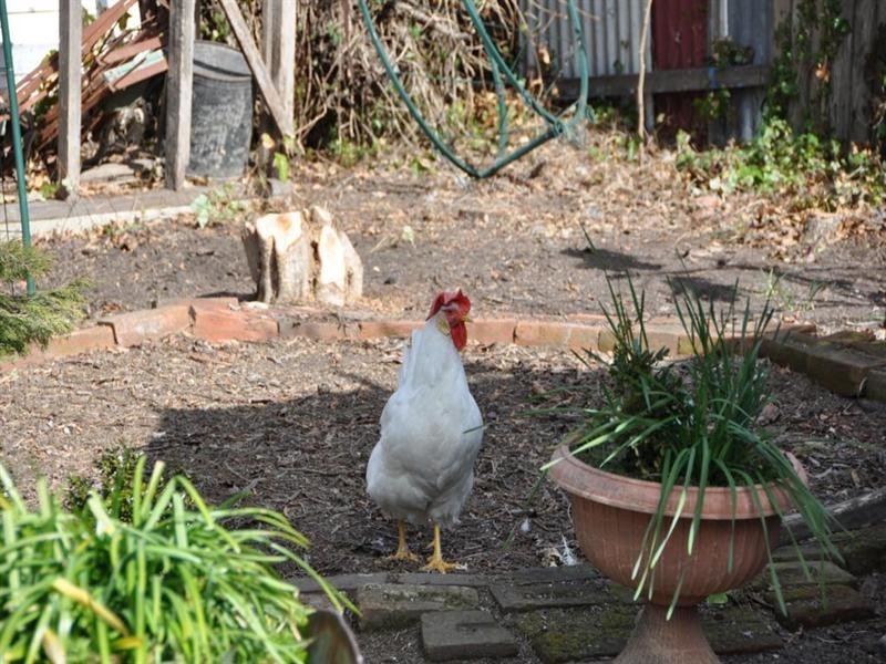 12 Railway Street, Tenterfield NSW 2372