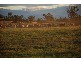 Tenterfield NSW 2372