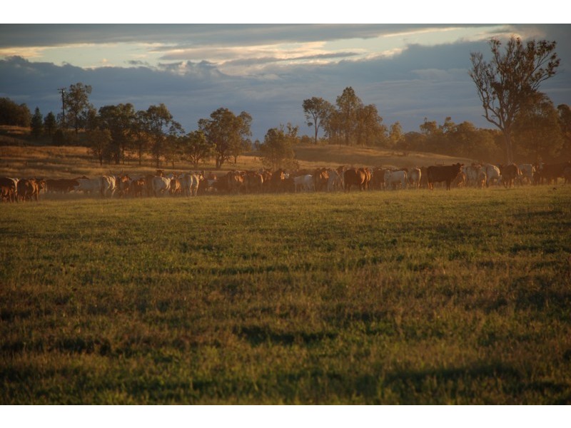 Tenterfield NSW 2372