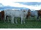 Tenterfield NSW 2372