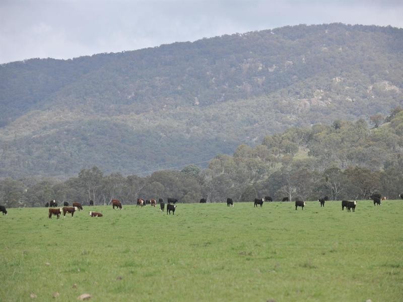 6133 New England Highway, Tenterfield NSW 2372