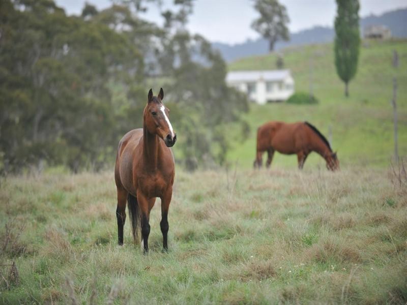 6133 New England Highway, Tenterfield NSW 2372