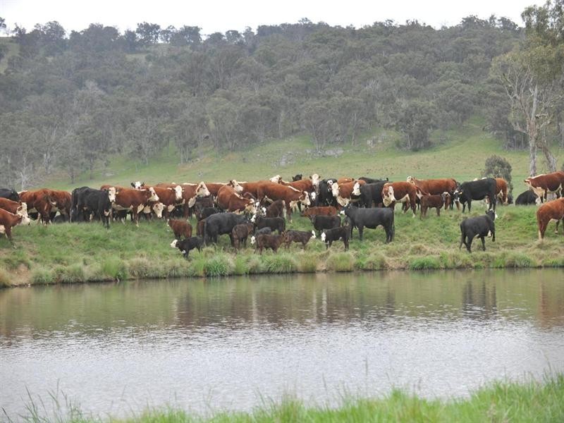 6133 New England Highway, Tenterfield NSW 2372