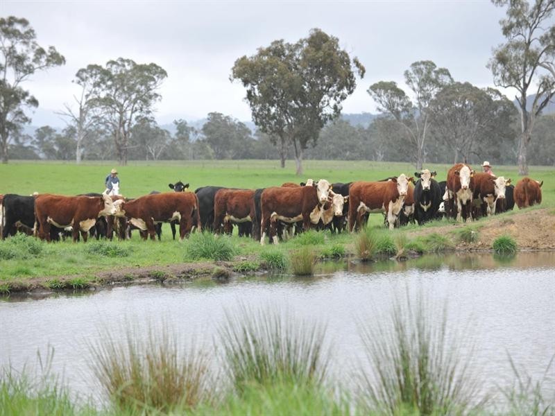 6133 New England Highway, Tenterfield NSW 2372