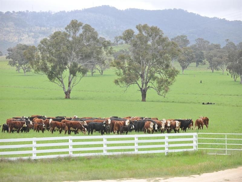 6133 New England Highway, Tenterfield NSW 2372