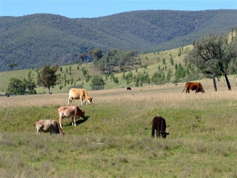 17 Mountain Creek Road, Tenterfield NSW 2372