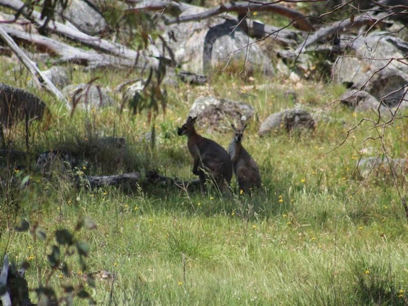 Laurellyn Currs Road, Tenterfield NSW 2372