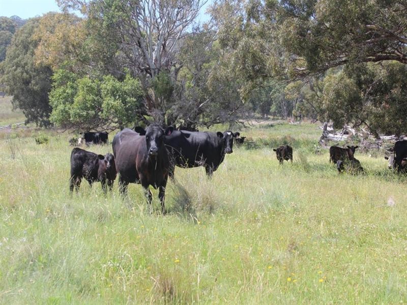 Laurellyn Currs Road, Tenterfield NSW 2372