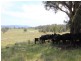 Laurellyn Currs Road, Tenterfield NSW 2372
