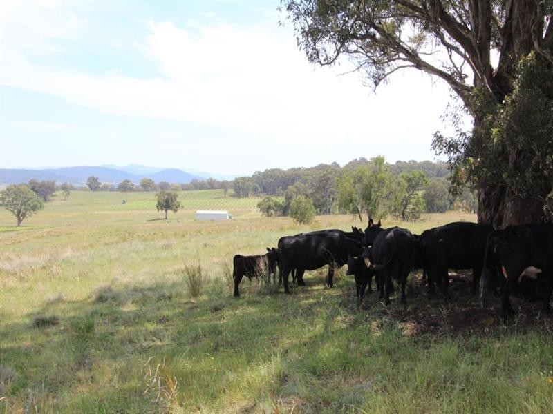 Laurellyn Currs Road, Tenterfield NSW 2372