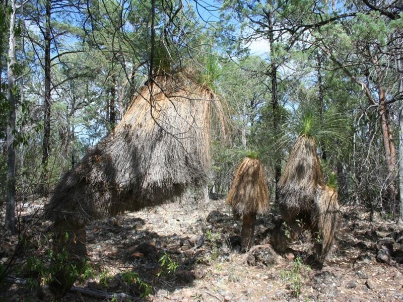 Lot 10 Mountain Creek Road, Tenterfield NSW 2372