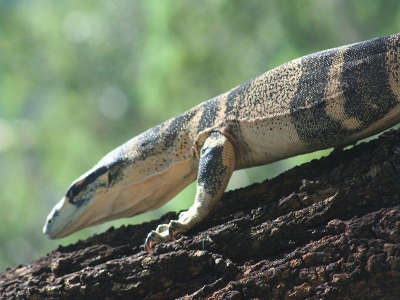 Lot 10 Mountain Creek Road, Tenterfield NSW 2372