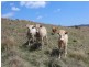 Lot 169 Bruxner Highway, Tenterfield NSW 2372