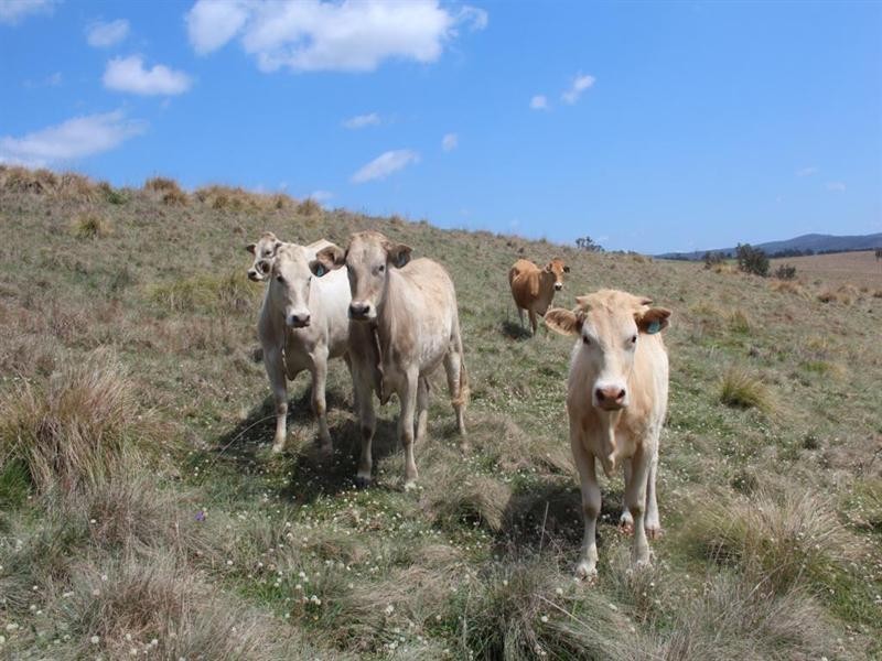 Lot 169 Bruxner Highway, Tenterfield NSW 2372
