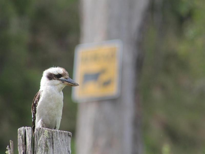 Lot 21 Rocky River Road, Drake NSW 2469