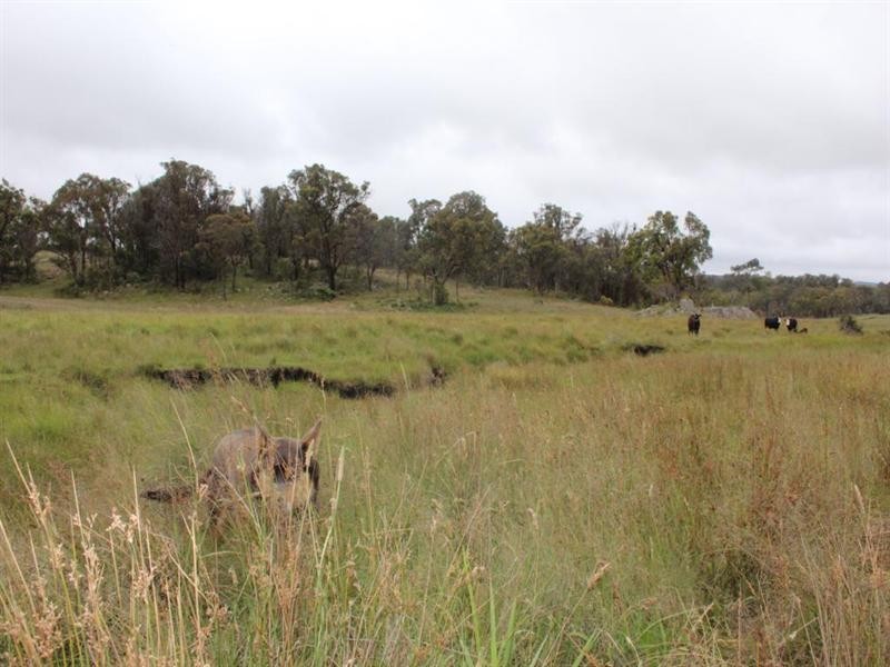 Lot 19 Four Mile Creek Road, Tenterfield NSW 2372