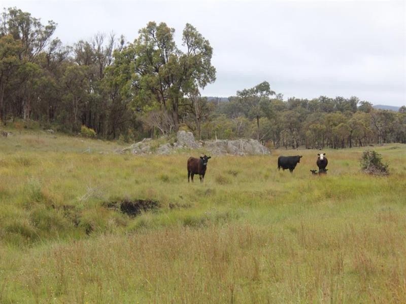 Lot 19 Four Mile Creek Road, Tenterfield NSW 2372